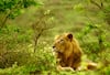 World Lion Day-2023: વિશ્વ સિંહ દિવસ પર CM ભૂપેન્દ્ર પટેલે ‘લાયન એન્થમ’ કર્યું લોન્ચ, સાંભળીને રૂવાડા ઉભા થઈ જશે