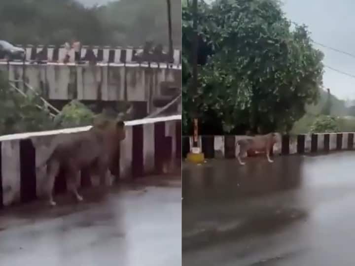 Lion Roaming On Busy Road Amid Heavy Rain Flood In Gujarat Watch Viral Video गुजरात में बारिश के बीच फ्लाईओवर पर घूमता दिखा 'शेर', Video देख फटी रह गईं लोगों की आंखें