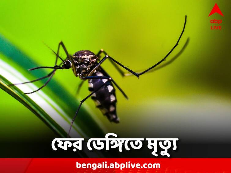 WB Kolkata Girl death due to Dengue WB Dengue Death: কলকাতায় ফের ডেঙ্গির হানা, ষষ্ঠ শ্রেণির ছাত্রীর মৃত্যু