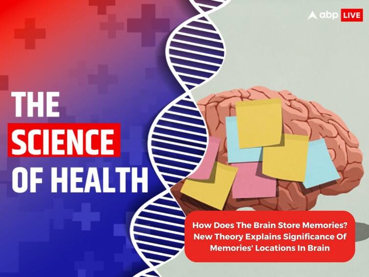 Memories Store Brain Science Of Health New Theory Explains Significance Of Memories Locations In Brain The Science Of Health: How Does The Brain Store Memories? New Theory Explains Significance Of Memories' Locations In Brain