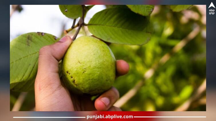 Not only guava but the kingdom of health hidden in the leaves! Remedy for many problems in monsoon Guava Leaves: ਅਮਰੂਦ ਹੀ ਨਹੀਂ ਸਗੋਂ ਪੱਤਿਆਂ 'ਚ ਛੁਪਿਆ ਸਿਹਤ ਦਾ ਰਾਜ! ਮਾਨਸੂਨ 'ਚ ਹੋਣ ਵਾਲੀਆਂ ਕਈ ਸਮੱਸਿਆਵਾਂ ਲਈ ਰਾਮਬਾਣ