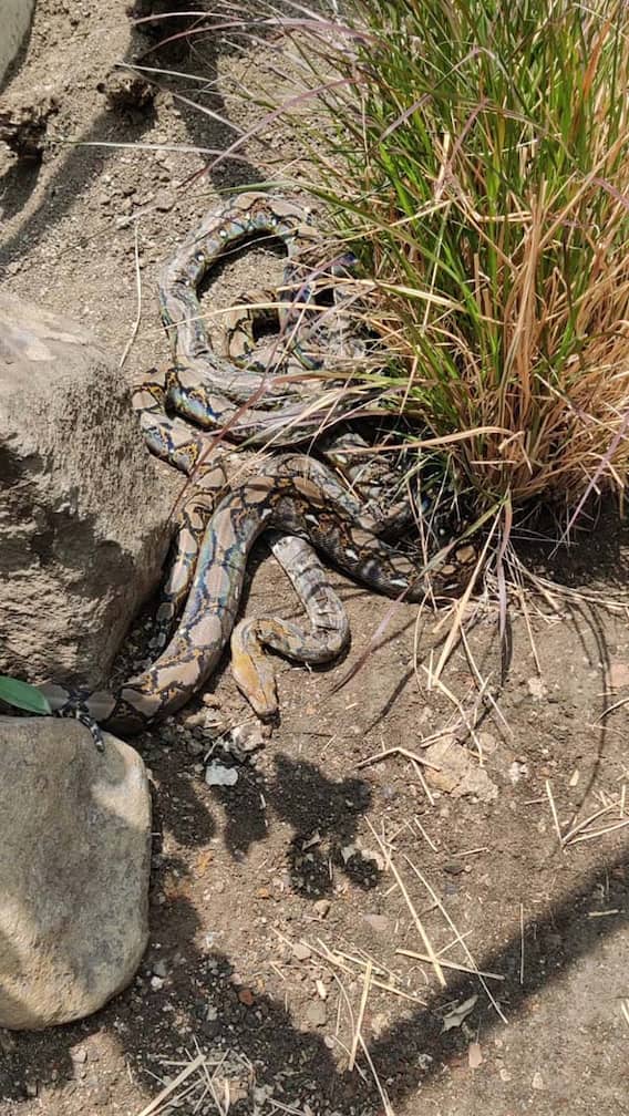 नागपुरात 34 फुटांपर्यंत वाढणारा अजगर...