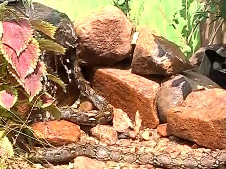 जगातील सर्वात जास्त लांबीपर्यंत म्हणजेच 30 ते 34 फुटापर्यंत वाढू शकणारे हे अजगर आहेत.