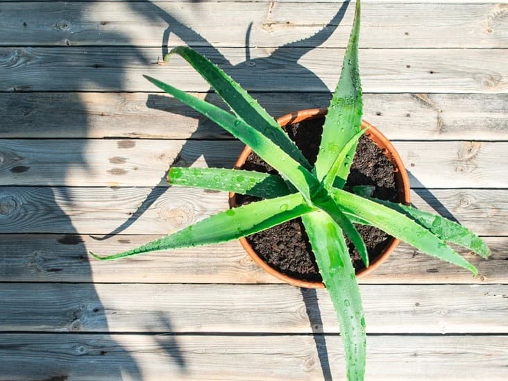 Vastu Tips:  Remove obstacles to progress Aloe Vera  know this rule before growing it Vastu Tips: પ્રગતિમાં આવતા અવરોધોને દૂર કરે છે એલોવેરા, લગાવતાં પહેલા જાણી લો આ નિયમ