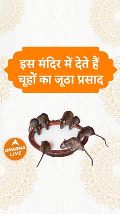 इस मंदिर में देते हैं चूहों का जूठा प्रसाद Dharma Live