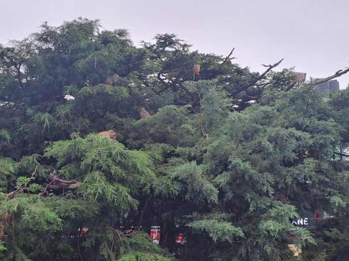 भले ही इन दिनों शिमला में पर्यटकों की आमद बेहद कम है. बावजूद इसके शिमला का मौसम अलग ही रौनक लगा रहा है.