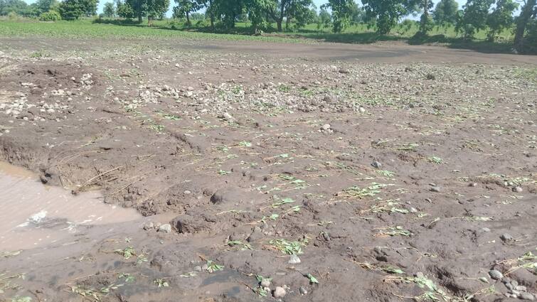 maharashtra rain update farmer affected due to heavy rain in vidarbha detail marathi news Vidarbha Rains : विदर्भातील अनेक जिल्ह्यांना पुराचा फटका, चंद्रपूरमध्ये गावांना पुराचा विळखा, तर वाशिममध्ये शेतकऱ्यांचं मोठं नुकसान
