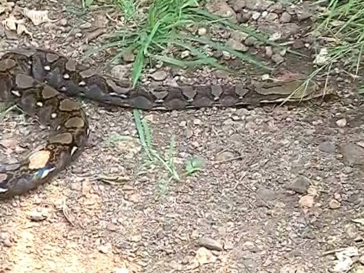 हे जाळीदार अजगर केवळ अंदमान निकोबार बेट आणि ईशान्य भारतातल्या घनदाट जंगलात आढळतात. शिवाय म्यानमार आणि इंडोनेशियात ही आढळून येतात.