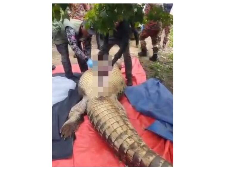 old missing mans body found inside a crocodile அதிர்ச்சி: முதியவரை உயிரோடு விழுங்கிய முதலை.. அடுத்து என்ன நடந்தது தெரியுமா?