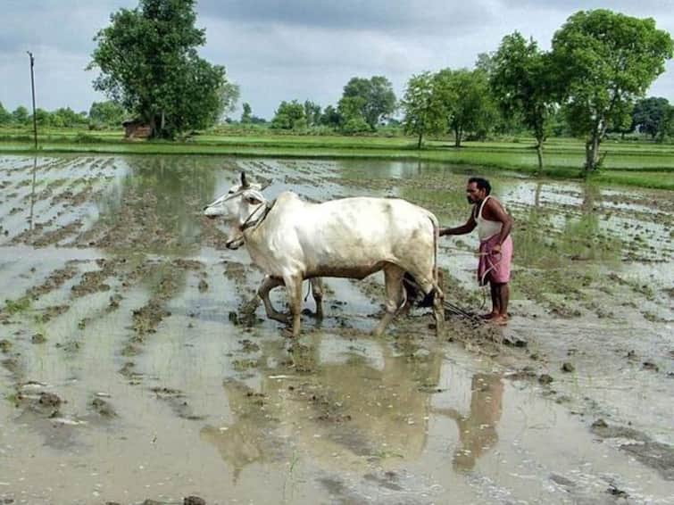 124 years old drought conditions in the country with low rainfall దేశంలో పెరిగిన కరవు ప్రభావిత ప్రాంతాలు-  124 ఏళ్ల నాటి పరిస్థితులు