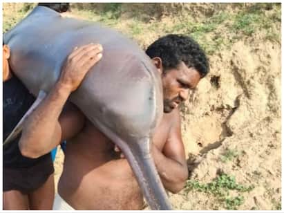 Complaint booked against four fishermen in up after ate dolphin யமுனா நதி: வலையில் மாட்டிய டால்பினை சமைத்து சாப்பிட்ட மீனவர்கள்!