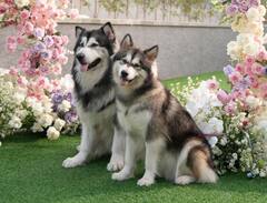 Indonesia Dogs Marriage: इंडोनेशिया में कुत्ते के शादी में खर्च किए 11 लाख रुपये, सोशल मीडिया पर लोगों ने लगाई क्लास, मांगनी पड़ी माफी