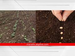 मराठवाड्यातील शेतकऱ्यांना बोगस बियाणांचा फटका; लातूर, बीड, उस्मानाबादसह औरंगाबादच्या बळीराजावर दुबार पेरणीचे संकट