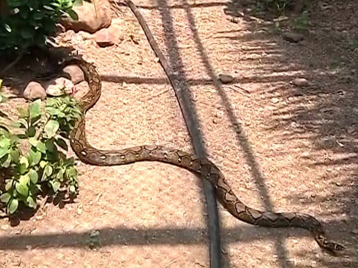 हे जाळीदार अजगर सध्या किशोरावस्थेत असून त्यांची सध्याची लांबी 8 ते 10 फूट एवढी आहे.