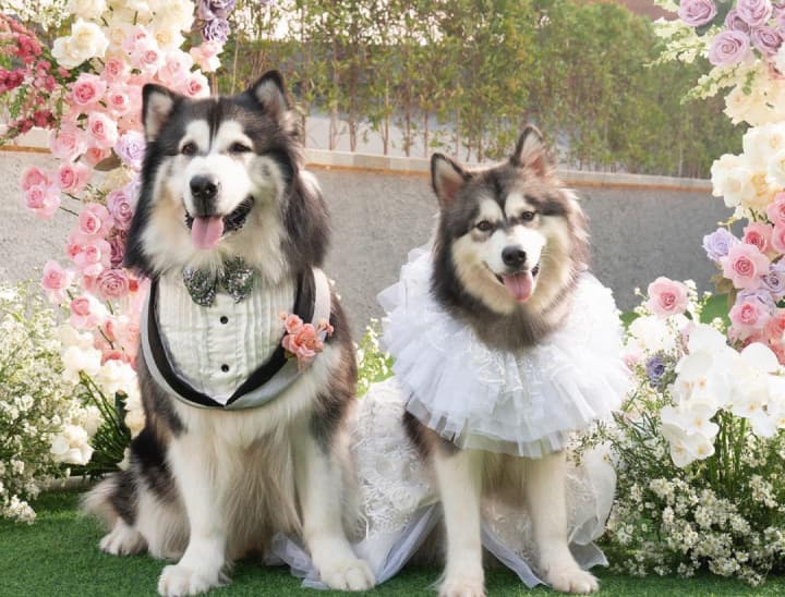 Indonesia: इंडोनेशिया में दो महिलाओं ने अपने कुत्तों की शादी बेहद भव्य तरीके से की. इसके बाद उन दोनों को माफी मांगनी पड़ी.