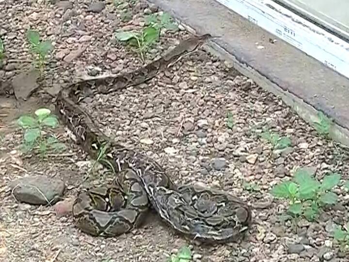 नागपूरच्या बाळासाहेब ठाकरे गोरेवाडा आंतरराष्ट्रीय प्राणी संग्रहालयात सहा खास अजगर आणण्यात आले आहेत.