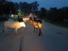 कागजों पर सिमट कर रह गया रोका-छेका अभियान, सड़कों पर बैठ जुगाली कर रहे मवेशी, रोज हो रहीं दुर्घटनाएं