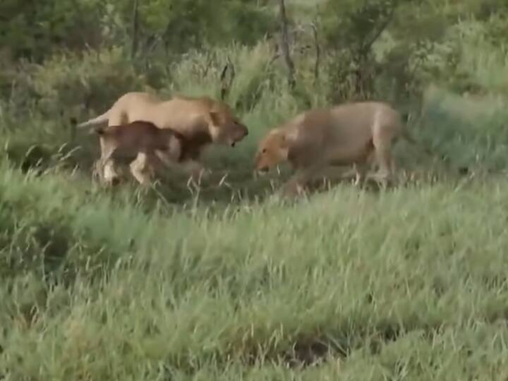 Lioness Protect And Saves Baby Antelope From Lion Attack Video Viral बेबी एंटेलोप को खाने आ रहा था शेर, शेरनी ने मां बनकर यूं बचा ली उसकी जान, Video देख छलक जाएंगे आंसू