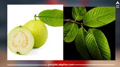 ਕੀ ਤੁਹਾਨੂੰ ਪਤਾ ਅਮਰੂਦ ਦੇ ਪੱਤਿਆਂ 'ਚ ਛੁਪਿਆ ਸਿਹਤ ਦਾ ਰਾਜ! ਮਾਨਸੂਨ 'ਚ ਹੋਣ ਵਾਲੀਆਂ ਕਈ ਸਮੱਸਿਆਵਾਂ ਲਈ ਰਾਮਬਾਣ