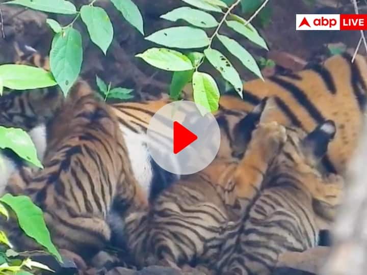 Rajasthan Tigress gave birth to three cubs in Ranthambore CM Ashok Gehlot shared video Rajasthan News: रणथंभौर से आई गुड न्यूज़! 3 शावकों का वीडियो शेयर कर CM गहलोत ने कही ये बात