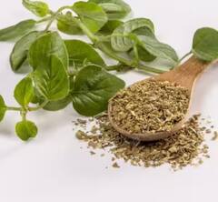 ਜਾਣੋ ਪੀਜ਼ਾ ਅਤੇ ਪਾਸਤਾ 'ਚ ਪਾਏ ਜਾਣ ਵਾਲੇ Oregano ਦੇ ਸਿਹਤ ਨੂੰ ਮਿਲਣ ਵਾਲੇ 6 ਫਾਇਦੇ