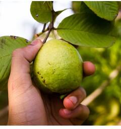 ਕੀ ਤੁਹਾਨੂੰ ਪਤਾ ਅਮਰੂਦ ਦੇ ਪੱਤਿਆਂ 'ਚ ਛੁਪਿਆ ਸਿਹਤ ਦਾ ਰਾਜ! ਮਾਨਸੂਨ 'ਚ ਹੋਣ ਵਾਲੀਆਂ ਕਈ ਸਮੱਸਿਆਵਾਂ ਲਈ ਰਾਮਬਾਣ