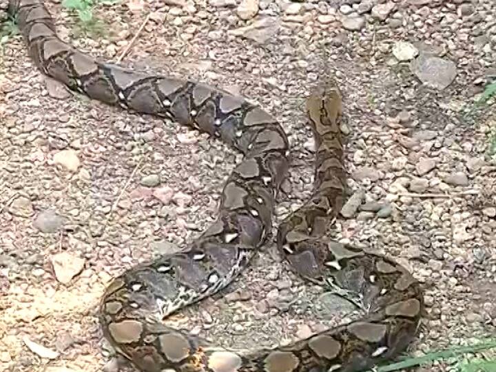 साधारणपणे पुढील 4 वर्षात त्यांची लांबी 25 ते 30 फुटांपर्यंत जाऊ शकते असा अंदाज आहे.