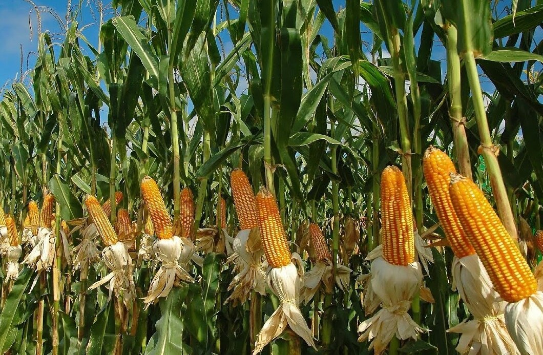 Sweet Corn Farming: સ્વીટ કોર્નની  ખેતી કરીને ખેડૂતો બની રહ્યા છે માલામાલ,  જાણો કેવી રીતે કરી શકો છો ખેતી