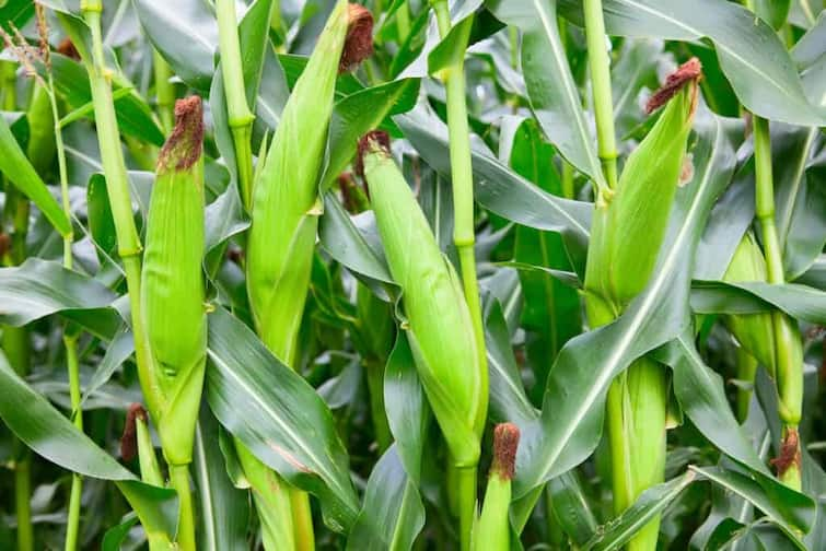 Sweet Corn Farming  Farmers are becoming rich by cultivating sweet corn know how you can cultivate it Sweet Corn Farming: સ્વીટ કોર્નની  ખેતી કરીને ખેડૂતો બની રહ્યા છે માલામાલ,  જાણો કેવી રીતે કરી શકો છો ખેતી