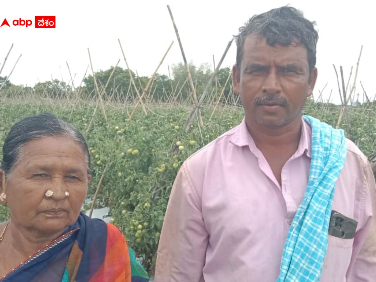 Tomato Farmer Success Story: ఎర్ర బంగారంతో చిత్తూరు రైతుకు రూ.3 కోట్లు లాభం- నెల రోజుల్లో దశ తిరిగింది