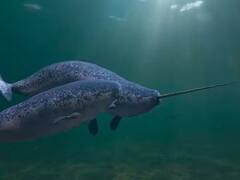 भाल्यासारख्या शिंगाचा हा मासा नेमका कोणत्या समुद्रात आढळतो? वाचा रंजक माहिती