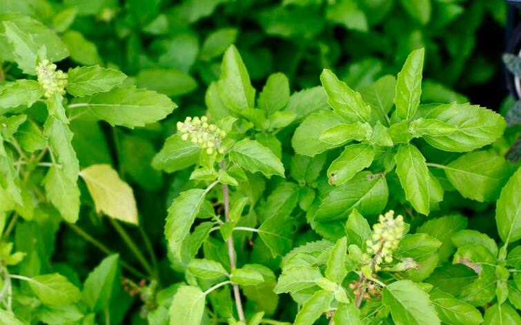 Are you bothered by weak and falling hair? So plant this plant at home, it will do wonders Health Care Tips : ਕੀ ਤੁਸੀਂ ਕਮਜ਼ੋਰ ਤੇ ਝੜਦੇ ਵਾਲਾਂ ਤੋਂ ਹੋ ਗਏ ਹੋ ਪਰੇਸ਼ਾਨ? ਤਾਂ ਘਰ 'ਚ ਲਗਾਓ ਇਹ ਪੌਦਾ ਕਰੇਗਾ ਕਮਾਲ