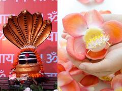 Viral News: ਸ਼ਿਵਲਿੰਗ ਵਾਂਗ ਦਿਸਦਾ ਹੈ ਇਹ ਰਹੱਸਮਈ ਫੁੱਲ, ਦਿੱਖ 'ਚ ਖੂਬਸੂਰਤ ਹੈ ਪਰ ਇੱਕ ਕਾਰਨ ਹੈ ਕਿ ਇਸ ਨੂੰ ਪੂਜਾ 'ਚ ਨਹੀਂ ਚੜ੍ਹਾਇਆ ਜਾਂਦਾ!