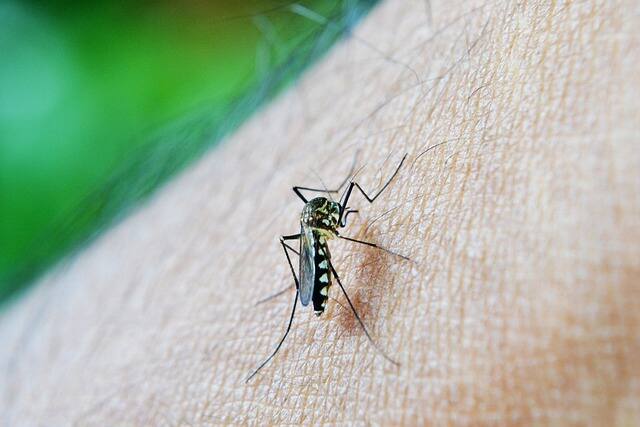 Dengue Death: রাজ্যে উদ্বেগ বাড়াচ্ছে ডেঙ্গি। সব জেলার মুখ্য স্বাস্থ্য আধিকারিকদের সঙ্গে আজ স্বাস্থ্যভবনেও বৈঠক হয়।