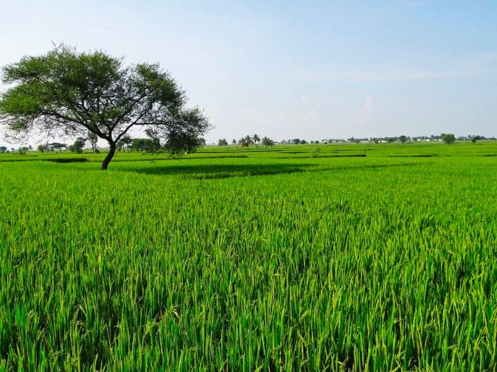 किसानों को सलाह दी जाती है कि अच्छी और स्वस्थ उपज के लिये बीजों की बुवाई से पहले बीज शोधन का काम करें, इससे फसल में कीटों और बीमारियों की संभावना कम हो जाती है. बीजों को शुद्ध करने के लिए कृषि वैज्ञानिकों की सलाह अनुसार बाविस्टीन और थीरम का इस्तेमाल करें.