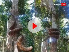 पक्षियों के अंडे खाने पेड़ पर चढ़ने लगा जहरीला सांप, नहीं देखी होगी ऐसी खौफनाक Video