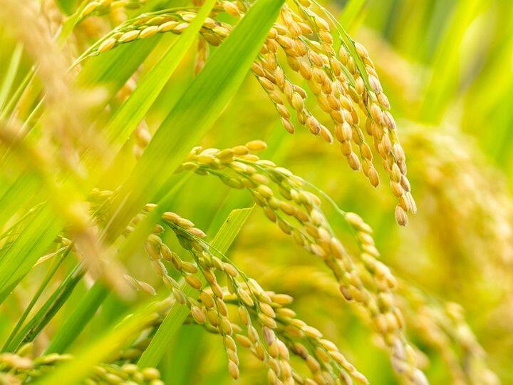 विशेषज्ञों की मानें तो चावल की नर्सरी के लिये जलवायु और मिट्टी की जांच होना बेहद जरूरी है. मिट्टी की गुणवत्ता के अनुसार ही अच्छे और उन्नत किस्म के बीजों का चुनाव करना चाहिये.