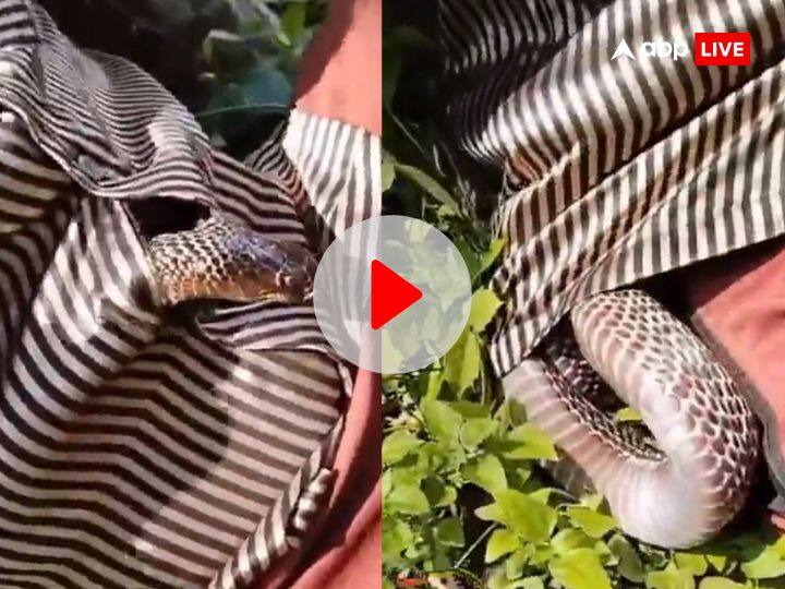 Poisonous snake entered man shirt video viral on social media Viral Video: लड़के शर्ट में घुसा काला नाग.. बार-बार फैला रहा था फन, फिर ऐसे निकाला! सांसे अटका देगा ये वीडियो