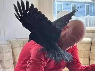 Weird News: ਗੁੰਡੇ ਨੂੰ ਕਾਂ ਨਾਲ ਹੋ ਗਿਆ ਪਿਆਰ! ਹਫ਼ਤੇ ਵਿੱਚ ਖੁਆਉਦਾ ਹੈ 5 ਹਜ਼ਾਰ ਰੁਪਏ ਦਾ ਖਾਣਾ, ਕੰਮ 'ਤੇ ਲੈ ਜਾਂਦਾ ਹੈ ਨਾਲ