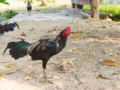 इन काले मुर्गों की फार्मिंग से किसान कमा सकते हैं लाखों रुपये, जानिए कितनी है इनकी कीमत