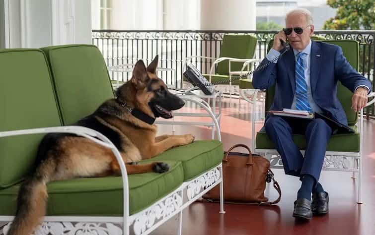 US President : Joe Biden Dog Commander Bites Secret Service Officers 10 Times US President : જો બાઈડનના કૂતરાએ વ્હાઈટ હાઉસમાં મચાવ્યો હાહાકાર