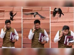 संसद परिसर में AAP सांसद को चोंच मार गया कौआ, सोशल मीडिया पर तस्वीर वायरल