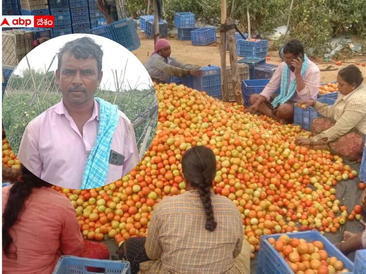 Chittoor Tomato Farmer scripts history by earn rs 3 crore with Tomato crop Tomato Farmer Success Story: ఎర్ర బంగారంతో చిత్తూరు రైతుకు రూ.3 కోట్లు లాభం- నెల రోజుల్లో దశ తిరిగింది