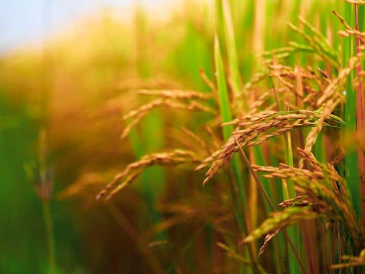 चावल की नर्सरी में बीज बोने के करीब 10-15 दिन के अंतराल पर कीटनाशक और फफूंदी नाशक छिड़काव करें. किसान चाहें तो केमिकल के स्थान पर नीम पत्तियों का घोल बनाकर नर्सरी में छिड़काव कर सकते हैं.