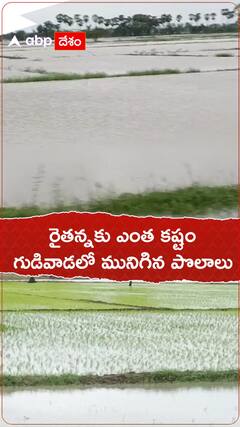 గుడివాడలో నీటమునిగిన పంటపొలాలు
