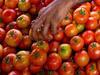 Tomato Price: రికార్డులు సృష్టిస్తున్న టమాటా, మదనపల్లె మార్కెట్‌లో ఆల్‌టైమ్ హయ్యెస్ట్ ప్రైస్