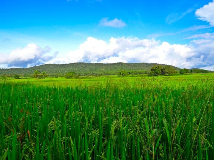 चावल की नर्सरी लगाते समय किसानों को स्वस्थ बीजों की खरीद, बीजोपचार, सिंचाई, निराई-गुड़ाई और खरपतवार नियंत्रण जैसी बातों का खास ख्याल रखना बेहद जरूरी है.