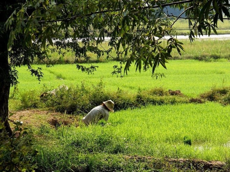 Paramparagat Krishi Vikas Yojana 34 Thousand Telangana Farmers Getting Profit Under PKVY Scheme Know Details PKVY Scheme: సేంద్రియ సాగుకు కేంద్రం ప్రోత్సాహం, తెలంగాణలో 34 వేల మంది రైతులకు లబ్ధి