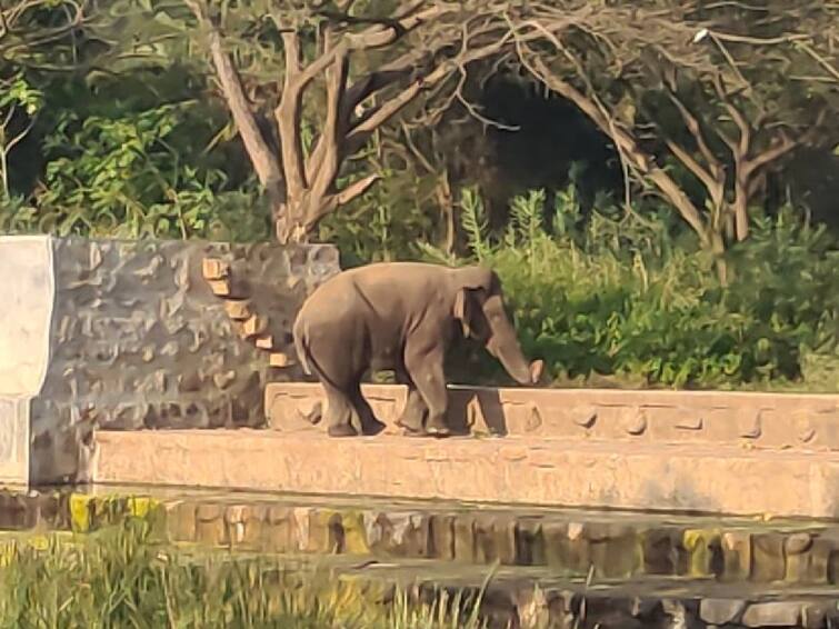 Coimbatore forest department is lax in catching the Pollachi Magna elephant TNN பொள்ளாச்சி மக்னா யானையைப் பிடிப்பதில் மெத்தனம்; கும்கி யானைகள்  காட்சிப்பொருளாகி இருப்பதாக குற்றச்சாட்டு