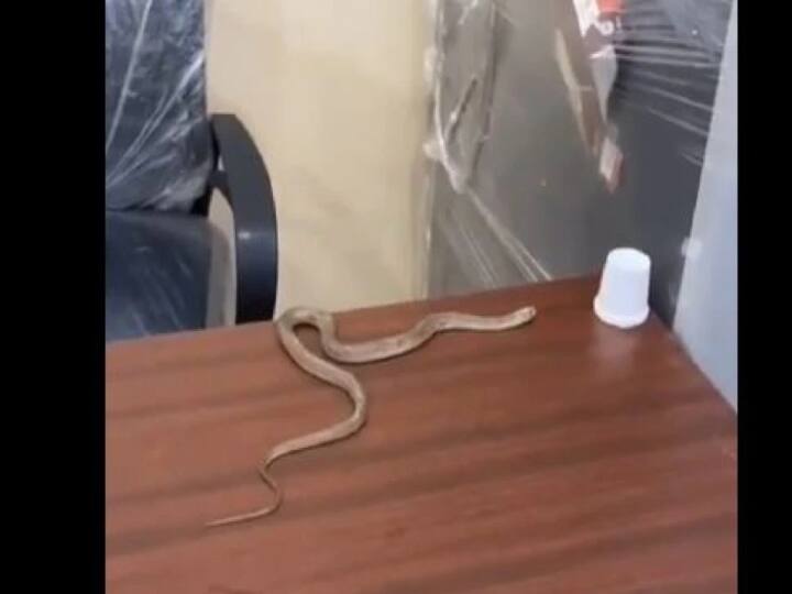 Watch Video: என் புகாரையே வாங்க மாட்டீங்களா? மாநகராட்சி அலுவலகத்தில் பாம்பை விட்டு பயம் காட்டிய நபர்..